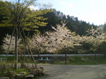 20110429_01.JPGのサムネール画像