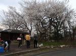 新江　桜.JPG