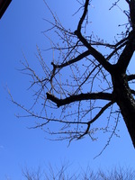 露天桜　4-1.JPG