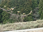 駐車場　桜4-6　.JPG