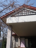 駐車場桜１.JPG